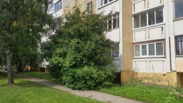 10 вариантов, чем закрыть окна на первом этаже от посторонних взглядов 10 вариантов, чем закрыть окна на первом этаже от посторонних взглядов