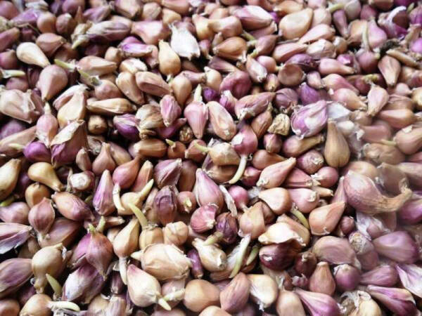 Основные принципы сбора и посадки семян чеснока для урожайного сезона Основные принципы сбора и посадки семян чеснока для урожайного сезона