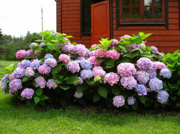 Как вырастить гортензию и надо ли укрывать ее на зиму Как вырастить гортензию и надо ли укрывать ее на зиму
