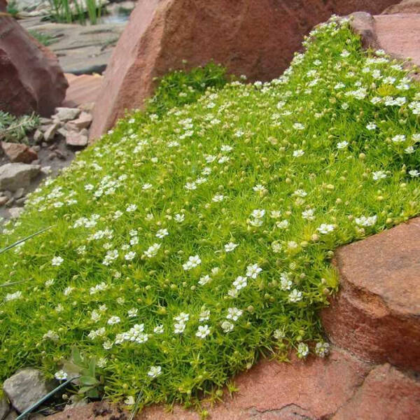 Мшанка шиловидная — подробное руководство по описанию и разновидностям, посадке и уходу Мшанка шиловидная — подробное руководство по описанию и разновидностям, посадке и уходу