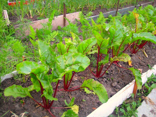 Подборка огородных хитростей: от выращивания рассады до уборки Подборка огородных хитростей: от выращивания рассады до уборки