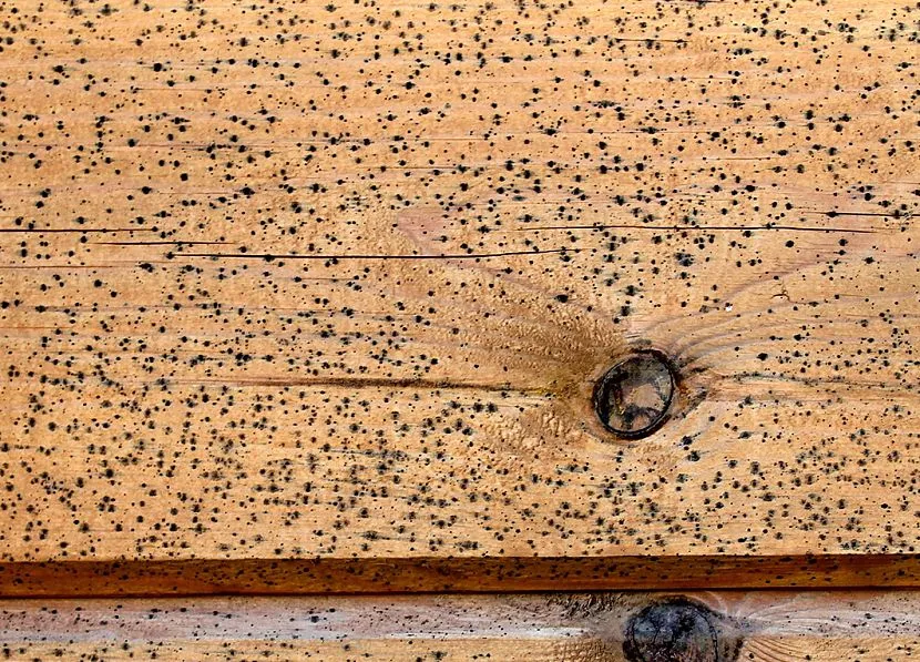 Самостоятельная перетяжка стульев и кресел Самостоятельная перетяжка стульев и кресел