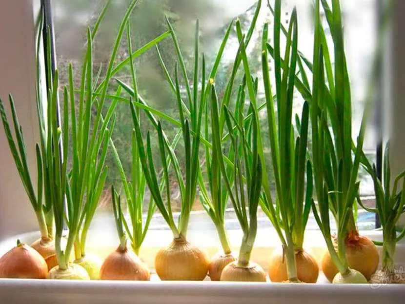 Огород на подоконнике: оптимальные культуры и правила агротехники для новичков Огород на подоконнике: оптимальные культуры и правила агротехники для новичков