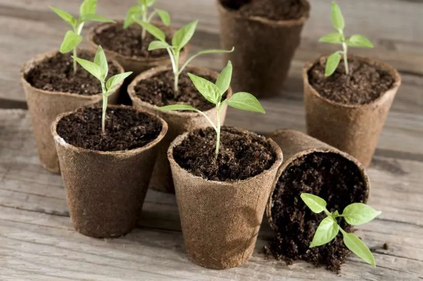 Огород на подоконнике: оптимальные культуры и правила агротехники для новичков Огород на подоконнике: оптимальные культуры и правила агротехники для новичков