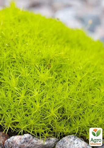 Мшанка шиловидная — подробное руководство по описанию и разновидностям, посадке и уходу Мшанка шиловидная — подробное руководство по описанию и разновидностям, посадке и уходу