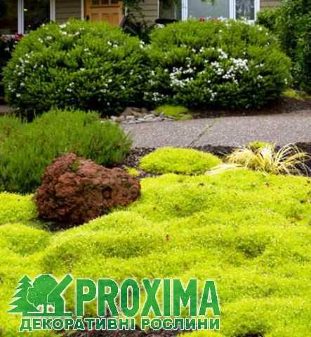 Мшанка шиловидная — подробное руководство по описанию и разновидностям, посадке и уходу Мшанка шиловидная — подробное руководство по описанию и разновидностям, посадке и уходу