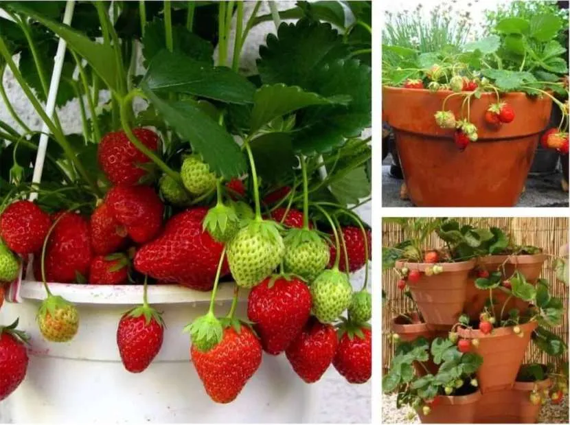 Огород на подоконнике: оптимальные культуры и правила агротехники для новичков Огород на подоконнике: оптимальные культуры и правила агротехники для новичков