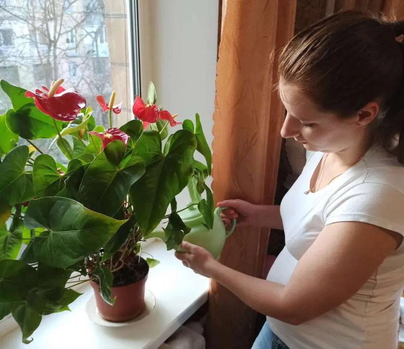 Янтарная кислота для полива цветов: как правильно развести и использовать Янтарная кислота для полива цветов: как правильно развести и использовать