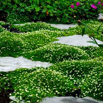 Мшанка шиловидная — подробное руководство по описанию и разновидностям, посадке и уходу Мшанка шиловидная — подробное руководство по описанию и разновидностям, посадке и уходу