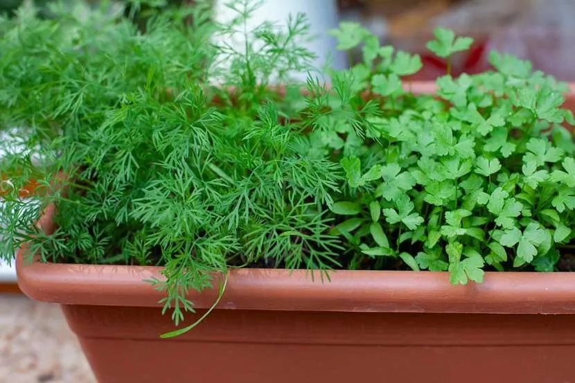 Огород на подоконнике: оптимальные культуры и правила агротехники для новичков Огород на подоконнике: оптимальные культуры и правила агротехники для новичков