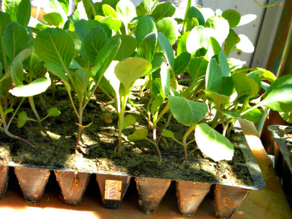 Подборка огородных хитростей: от выращивания рассады до уборки Подборка огородных хитростей: от выращивания рассады до уборки