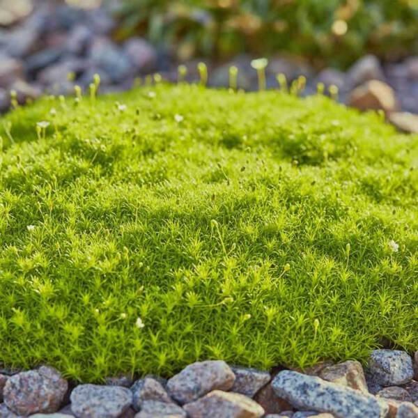 Мшанка шиловидная — подробное руководство по описанию и разновидностям, посадке и уходу Мшанка шиловидная — подробное руководство по описанию и разновидностям, посадке и уходу