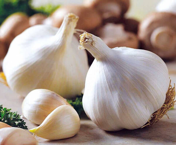 Основные принципы сбора и посадки семян чеснока для урожайного сезона Основные принципы сбора и посадки семян чеснока для урожайного сезона