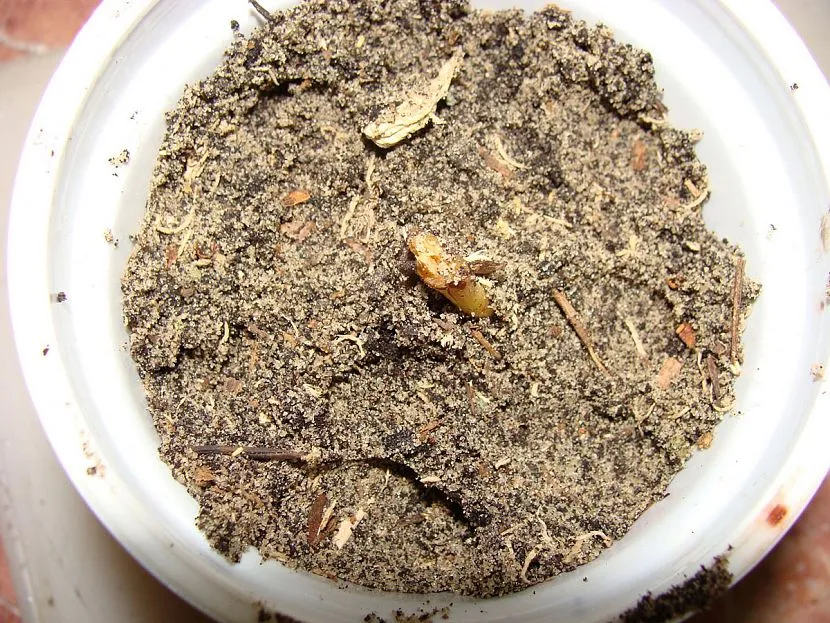 Подбираем грунт для антуриума: основные требования и подходящие варианты Подбираем грунт для антуриума: основные требования и подходящие варианты