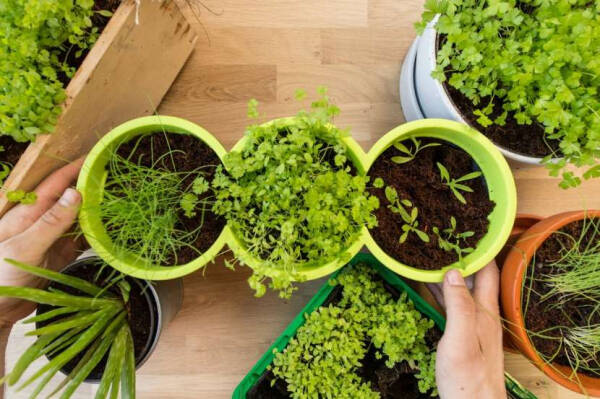 Огород на подоконнике: оптимальные культуры и правила агротехники для новичков Огород на подоконнике: оптимальные культуры и правила агротехники для новичков