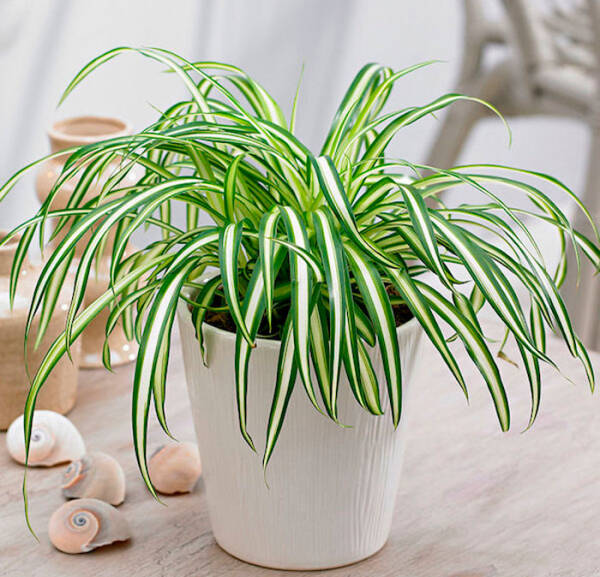 ТОП 12 растений, которые очищают воздух в квартире