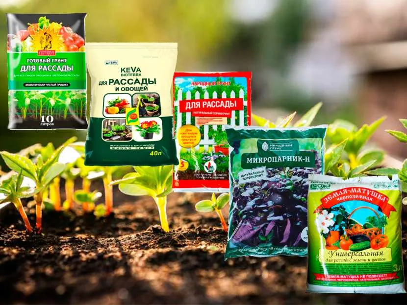 Огород на подоконнике: оптимальные культуры и правила агротехники для новичков Огород на подоконнике: оптимальные культуры и правила агротехники для новичков