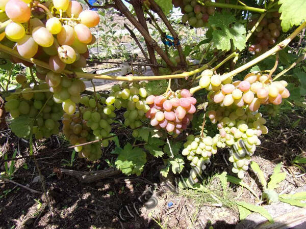 Виноград Юбилей херсонского дачника — лучшее растение для успешного садоводства Виноград Юбилей херсонского дачника — лучшее растение для успешного садоводства