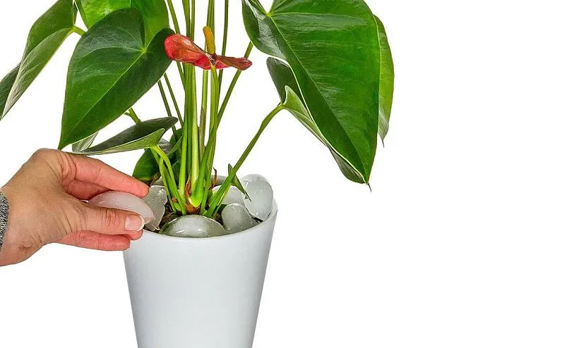 Подбираем грунт для антуриума: основные требования и подходящие варианты Подбираем грунт для антуриума: основные требования и подходящие варианты