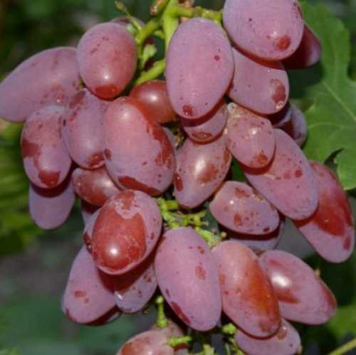 Виноград Юбилей херсонского дачника — лучшее растение для успешного садоводства Виноград Юбилей херсонского дачника — лучшее растение для успешного садоводства