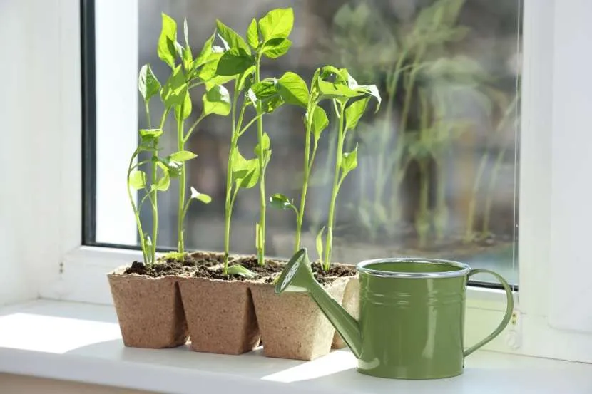 Огород на подоконнике: оптимальные культуры и правила агротехники для новичков Огород на подоконнике: оптимальные культуры и правила агротехники для новичков