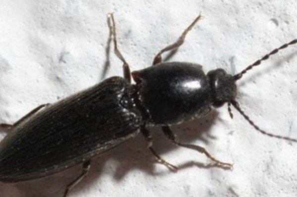 Проволочник: методы борьбы и народные средства