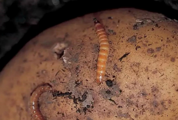 Проволочник: методы борьбы и народные средства