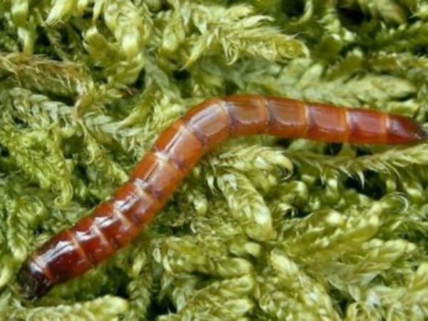 Проволочник: методы борьбы и народные средства