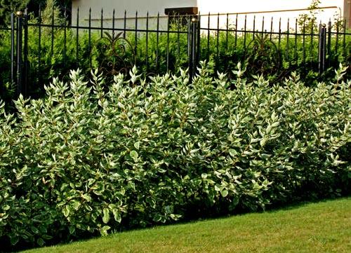 Различные виды заборов Различные виды заборов