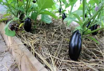 Баклажан Черный великан — уникальное растение с большими плодами и насыщенным вкусом, которое станет настоящим украшением вашего сада и обеденного стола Баклажан Черный великан — уникальное растение с большими плодами и насыщенным вкусом, которое станет настоящим украшением вашего сада и обеденного стола