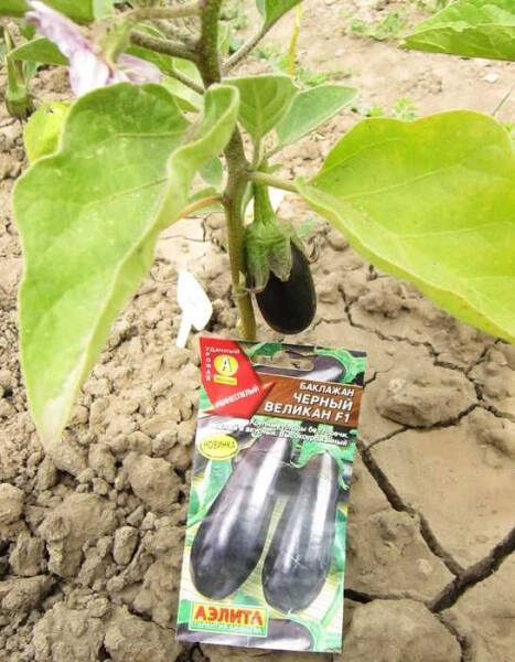 Баклажан Черный великан — уникальное растение с большими плодами и насыщенным вкусом, которое станет настоящим украшением вашего сада и обеденного стола Баклажан Черный великан — уникальное растение с большими плодами и насыщенным вкусом, которое станет настоящим украшением вашего сада и обеденного стола