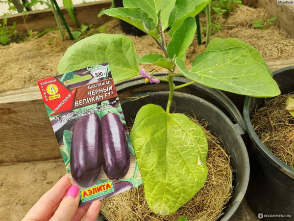 Баклажан Черный великан — уникальное растение с большими плодами и насыщенным вкусом, которое станет настоящим украшением вашего сада и обеденного стола Баклажан Черный великан — уникальное растение с большими плодами и насыщенным вкусом, которое станет настоящим украшением вашего сада и обеденного стола