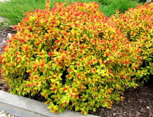 Живая изгородь из спиреи Живая изгородь из спиреи