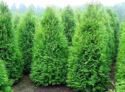 Живая изгородь из туи