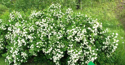 Живая изгородь из спиреи Живая изгородь из спиреи