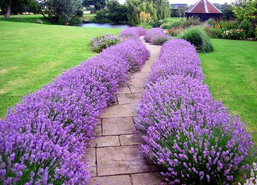 Как сделать декоративный забор из кустарника Как сделать декоративный забор из кустарника