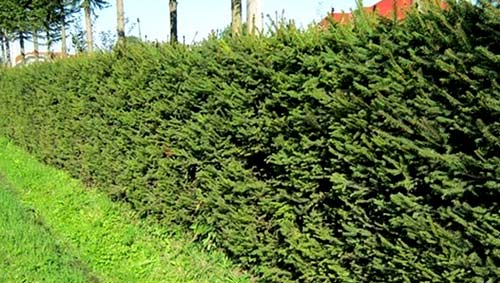 Живая изгородь из ели Живая изгородь из ели