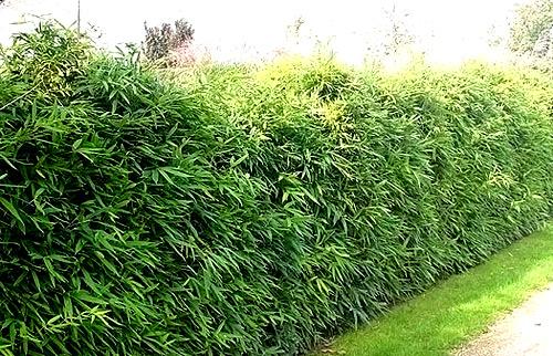 Вечнозеленая живая изгородь
