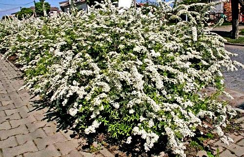 Живая изгородь из спиреи Живая изгородь из спиреи