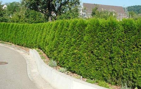 Живая изгородь из туи