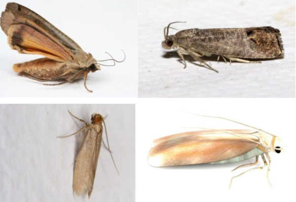 Средства от моли (бабочек и личинок) в квартире: народные и химические + отзывы Средства от моли (бабочек и личинок) в квартире: народные и химические + отзывы