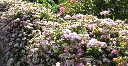 Живая изгородь из спиреи Живая изгородь из спиреи