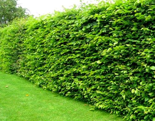 Зеленая изгородь на садовом участке Зеленая изгородь на садовом участке