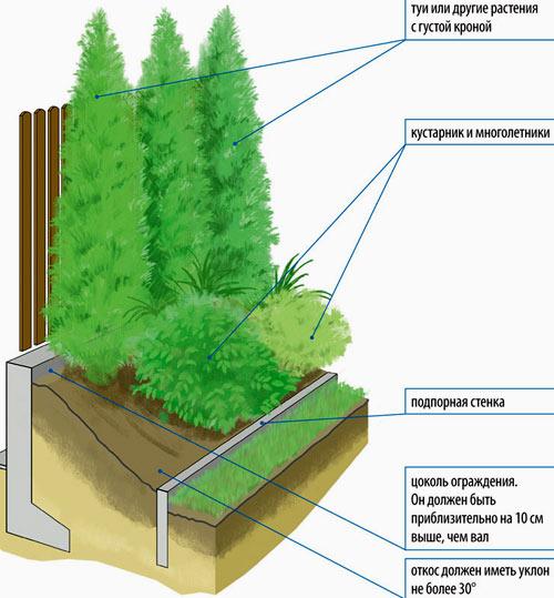 Живая изгородь на даче Живая изгородь на даче