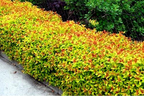 Живая изгородь из спиреи Живая изгородь из спиреи