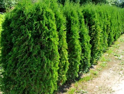 Живая изгородь из туи