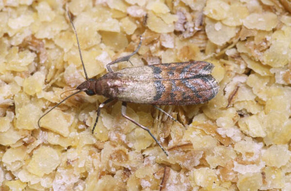 Средства от моли (бабочек и личинок) в квартире: народные и химические + отзывы Средства от моли (бабочек и личинок) в квартире: народные и химические + отзывы