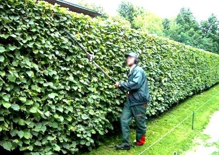 Зеленая изгородь на садовом участке Зеленая изгородь на садовом участке