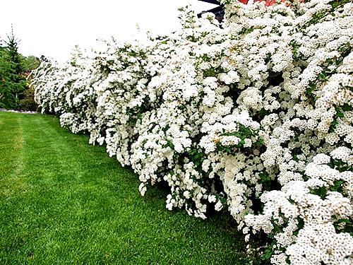 Живая изгородь из спиреи Живая изгородь из спиреи