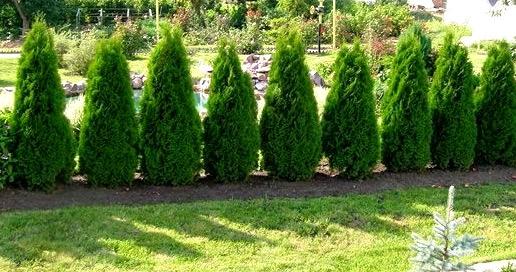 Вечнозеленая живая изгородь